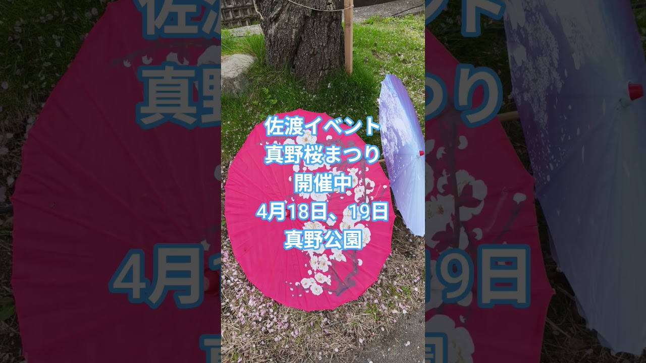 【佐渡イベント】#佐渡市 #佐渡ヶ島 #グルメ #イベント#真野公園#真野桜まつり#ステージショー