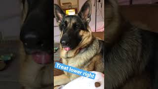 German Shepherd Puppy Learning Patience 20220330
