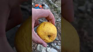 IMG 9768
