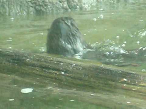 capy ranch (vida salvaje en la florida) - YouTube
