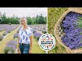 Culinary lavender  lavender at ocean breeze farm