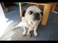 パグのいたずら！家に帰ってきたら大変な事になっていた！Pug