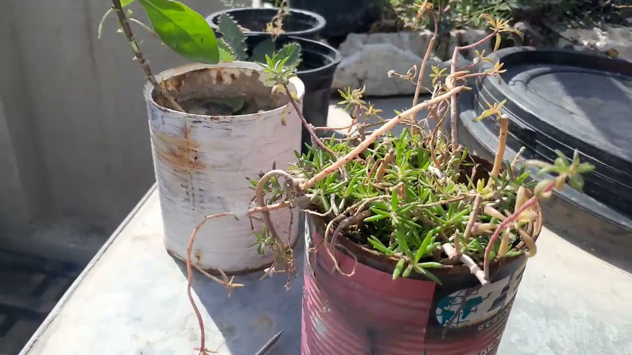 هام جدا ..بدأ موسم تكاثر ورد الصباح تابعو للأخير لتستفيدو. شجعوني بالاشتراك بالقناة.