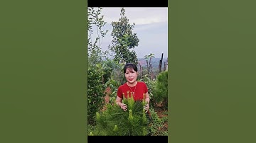 khám phá Thác Lưu Ly Đak Nông