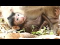 Some Activity from Baby Monkey In Amber Troop Put In One Clip Together.