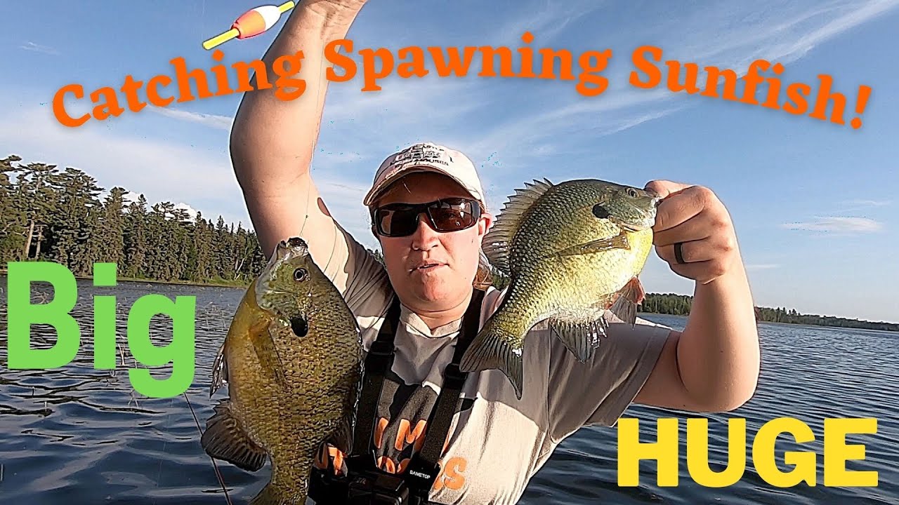 Fishing For BIG Spawning Bluegill