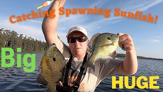 Fishing For BIG Spawning Bluegill