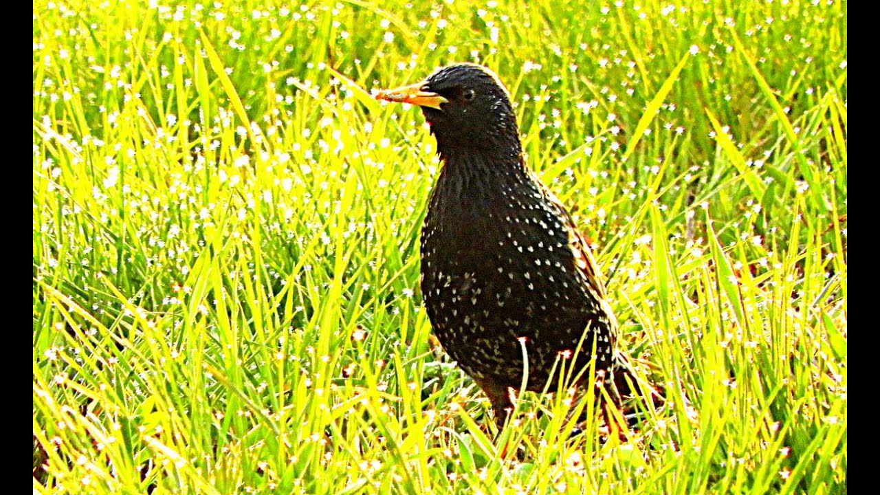 Kottarainen (Sturnus vulgaris) - Common Starling - Stare | Nikon Coolpix B700 | Raahessa 20.5.2018