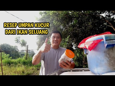 UMPAN KUCUR SELUANG, CARA MEMBUAT KUCUR UMPAN IKAN BAUNG