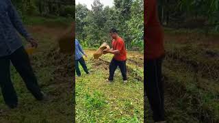 Why This Is One of the Most Dangerous Farming Jobs in the World! 😱