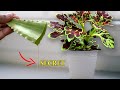 MY SECRET TO MAKE COLEUS BUSHY - Propagation &amp; Care Tips For Coleus Plant