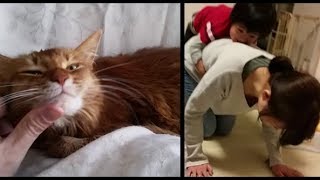 珍しく甘えるメス猫　(おまけ映像、お馬さんごっこ)