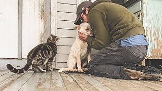 How we Stopped our Dog from Attacking Chickens