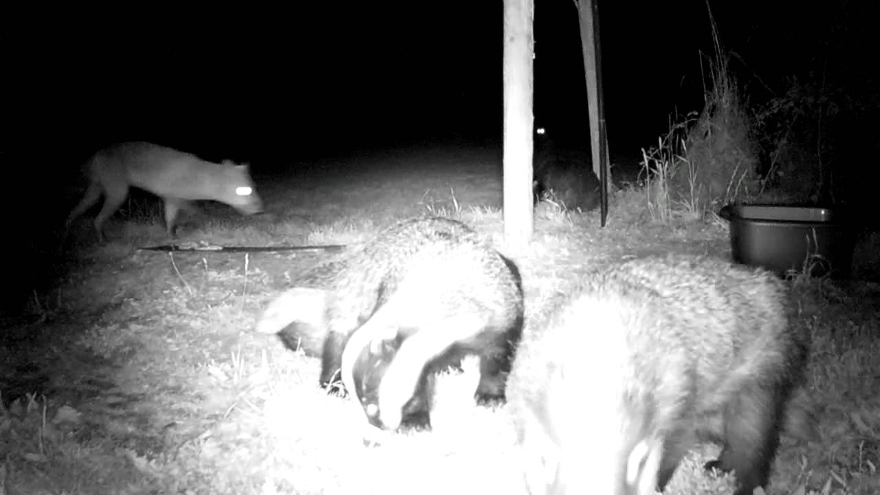 badger animal habitat Badgers Group Wrestle ! (with audio)