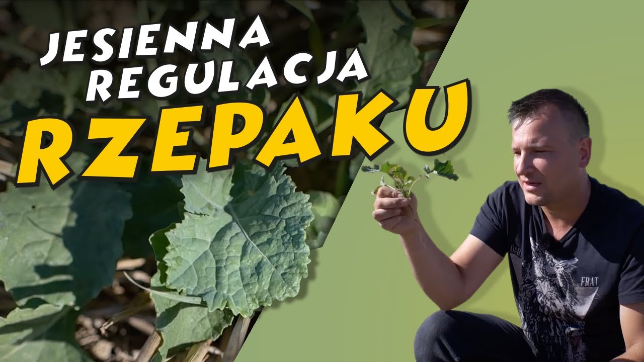 JESIENNA REGULACJA RZEPAKU