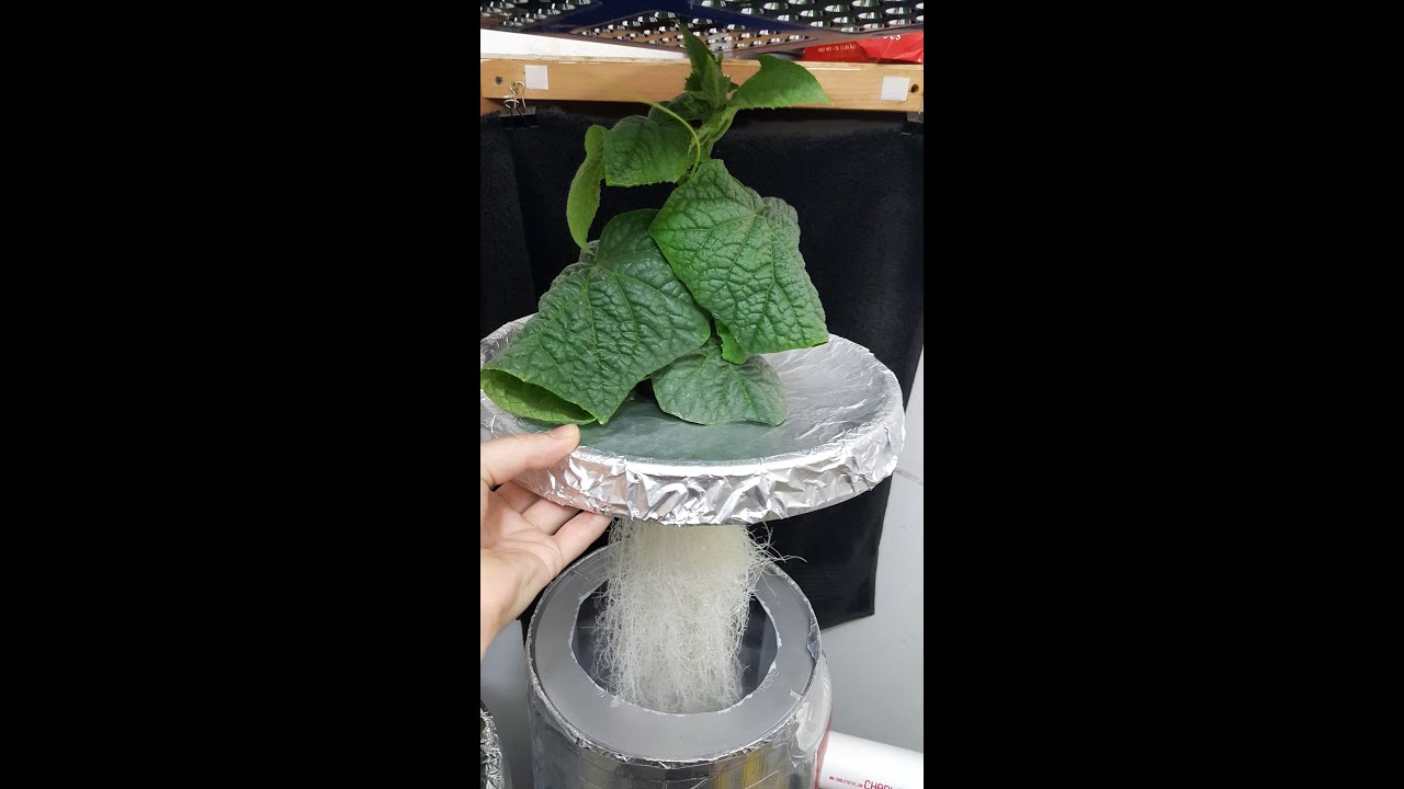 Fogponics DWC like a BOSS! Indoor cucumber grow video, START TO FINISH!