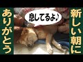 【甲斐犬・柴犬】我が家に朝がやって来た=!