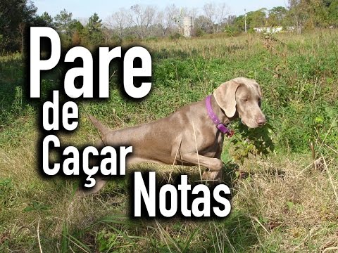 NUNCA MAIS "CACE" NOTAS NA GUITARRA! - NUNCA MAIS "CACE" NOTAS NA GUITARRA!