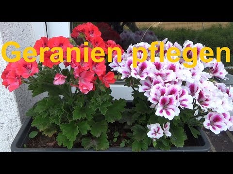 Video: Geranie Und Pelargonie: Wie Unterscheiden Sie Sich? Was Sind Die Gemeinsamkeiten Zwischen Blumen? Wie Pflegt Man Pflanzen?