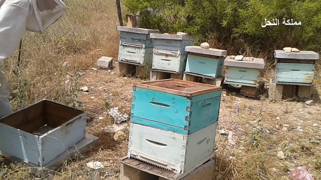 متى ينضج العسل