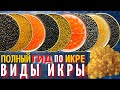 Самый Полный Гид по Икре | Разновидности Черной и Красной Икры