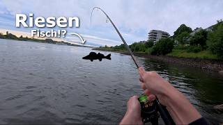 Mit Gummifisch auf Zander am Rhein 🎣