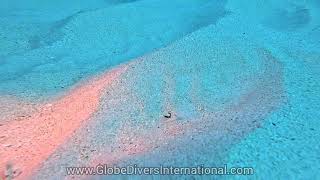 The Tiniest Little Peacock Razorfish at Kua Bay