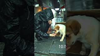 Found Trembling in the Rain — Tiny Puppy's Rescue Story Will Break Your Heart 🐾