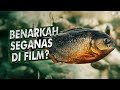 Gigitan kuat piranha melebihi megalodon  ikan piranha