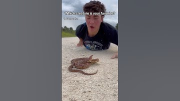 Which clip is your favorite?  #Snakes #reptiles #animals #herping #funny #herpetology #animals
