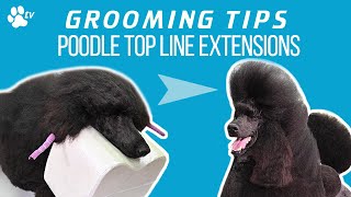 Poodle Top Line Extensions | Grooming Tips  TRANSGROOM