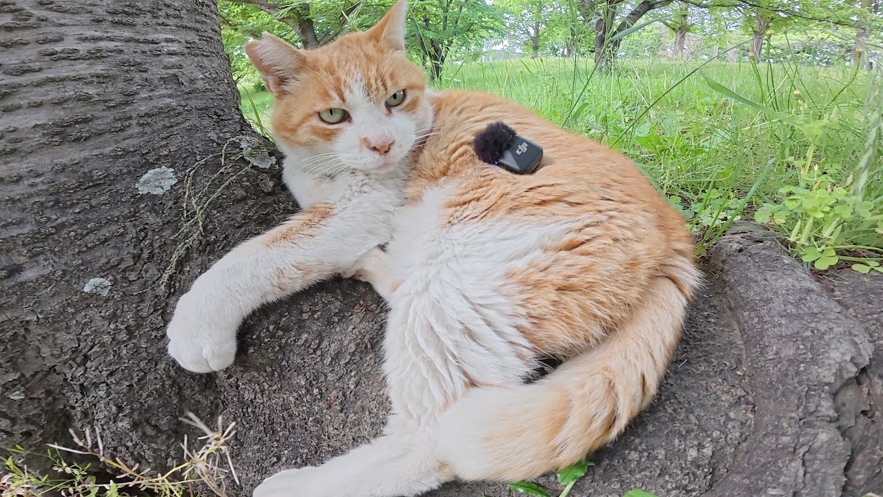 Милый кот громко мурлыкал перед человеком, и я это записал.