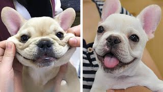 You Would Want a French Bulldog's after Finishing this Video  Funny and Cute French Bulldog's