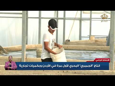 انتاج الجمبري البحري لأول مرة في الأردن وبكميات تجارية