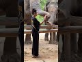 Big giant waiting for their candy 😍🐘❤️ #elephant #keffamily #babyelephant #kef #chimean
