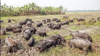 A Pig Herd Forages for Food in the Soft Muddy Village Fields screenshot 3