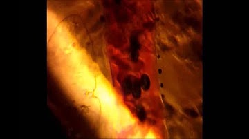 Simple, low-cost fabrication of acrylic based droplet microfluidics and its use to generate DNA