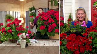 Robertas 6-Piece Big Ezee Geranium Live Plants On Qvc