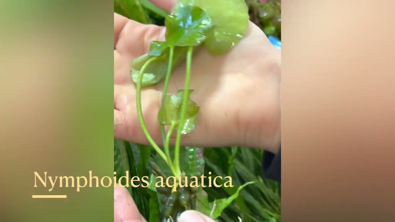 Nymphoides aquatica