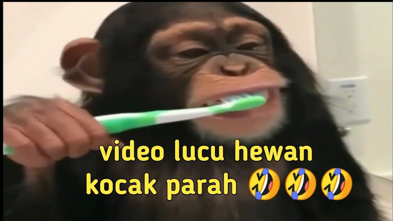 Video lucu Hewan ngakak  banget Bikin Sakit Perut YouTube