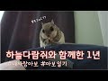 하늘다람쥐와 함께한 1년 기록 | 아보일기 | 아보야 오래오래 건강하게 살자 ♥