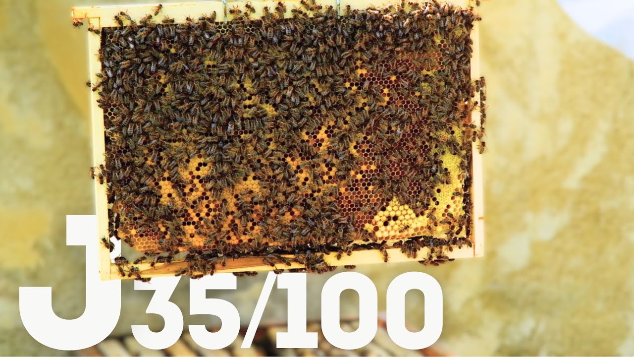 Jour 35/100 : On installe la hausse ! La récolte approche 🐝🍯