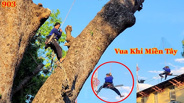 Thót tim ! Vua Khỉ chơi vơi trên dây thừng và đã cưa xong cây Xà Cừ ra sao? (2/2) Cutting nacre tree
