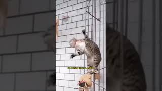 Lol Talking Cats Clips Ep 1