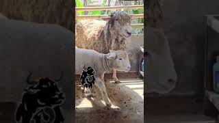 Mori cute #kambing #merinosheep #bocil #biznillaqurban