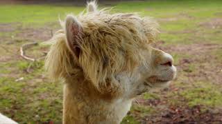 February 7Th - I Will Love As Christ Loved