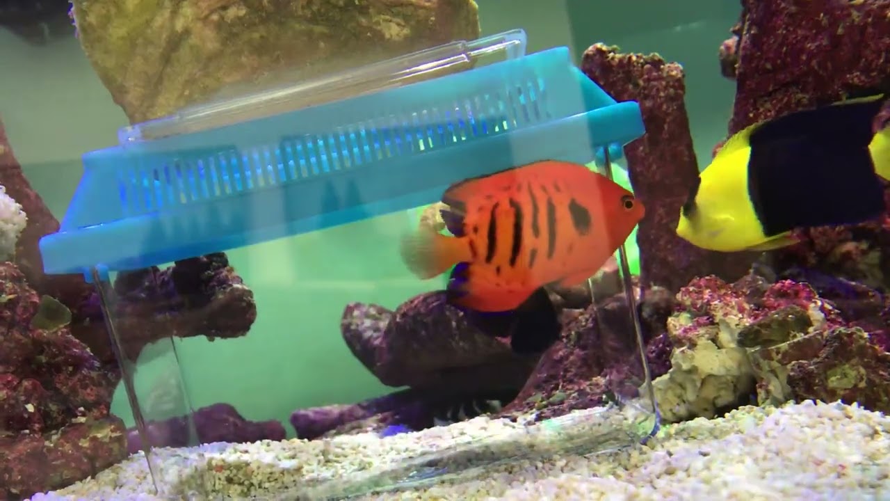 Acclimation Box Discussion | Humble.Fish & Reef Community Acclimation Box Discussion | Humble.Fish & Reef Community
