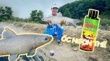 (Hướng dẫn bài mồi) Bài mồi câu trắm đen đánh sổi quá hiệu quả khi dùng Sữa Trắm Cỏ, Trôi, Chép