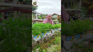 PANEN KANGKUNG DI KARUNG BEKAS