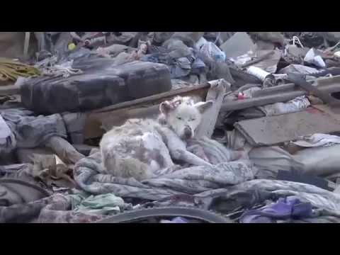Wideo: Bezdomny Pies Znajduje Bezpieczeństwo Po Trzech Latach Na Ulicach On